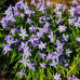 Калохортус Ipheion Uniflorum / 3 шт.