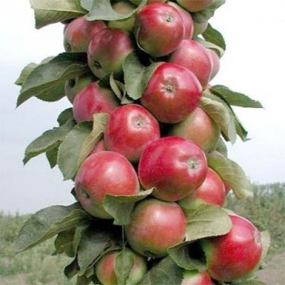 Яблуня колоновидна Валюта