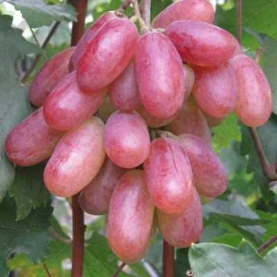 Саджанці винограду Ювілей Новочеркаську