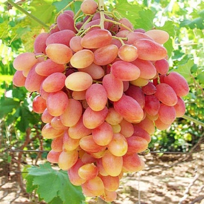 Саджанці винограду Преображення