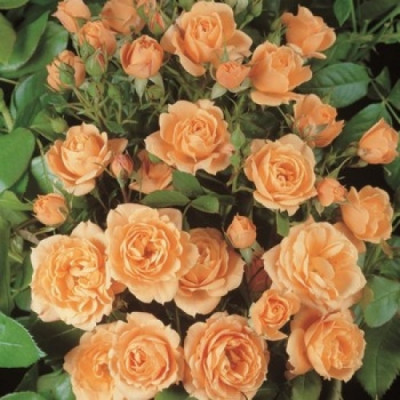 Бордюрна троянда Клементина