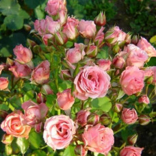 Бордюрна троянда Лідія