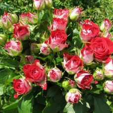 Бордюрна троянда Рубі Стар