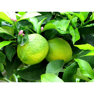 Лимон Зеленый обычный
