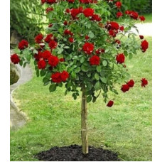 Штамбова троянда Ред Наомі (Red Naomi)