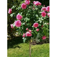 Штамбова троянда Рожевий Лід (Pink Ice)