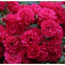 Штамбова троянда Бісантенер де Гійо