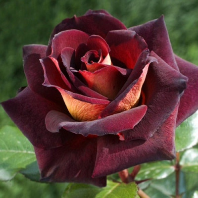 Штамбова троянда Едді Мітчел (Eddy Mitchell)