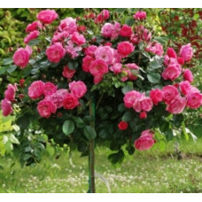 Штамбовая роза Розовая - махровая