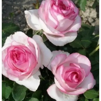 Штамбовая роза Дольче Вита (Dolce Vita)