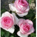 Штамбовая роза Дольче Вита (Dolce Vita)