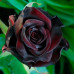 Штамбова троянда  Баккара