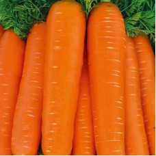 Морковь Тинга / на ленте - 5 м.