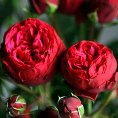 Саджанці троянд Піано
