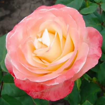 Роза чайно-гібридна Белла Перла