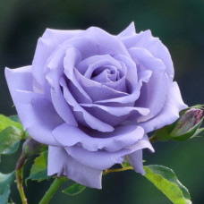 Троянда чайно-гібридна Блакитний Ніл