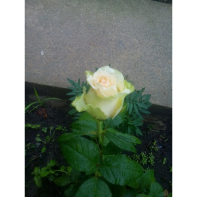 Саджанці троянд Ла перла