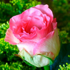 Троянда чайно-гібридна Малібу