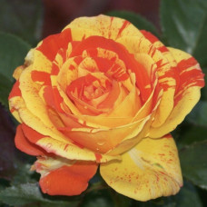Троянда чайно-гібридна Оранж Інтуїшн (Orange Intuition)