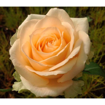 Троянда чайно-гібридна Піч Аваланж (Peach Avalanche)