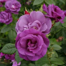 Троянда чайно-гібридна Рапсодія