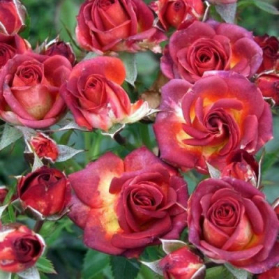 Бордюрна троянда Браун Шугар