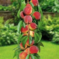 Колоновидні саджанці персика