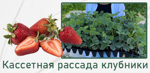Саженцы клубники в касетах