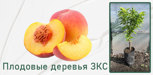 Сажайте плодовые деревья летом