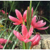 Схизостилис Rosea