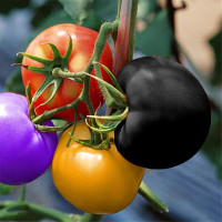 Насіння томатів та помідор