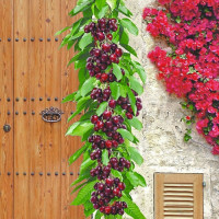 Колоновидна черешня