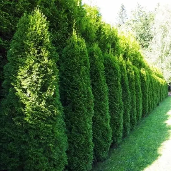 Ресей актрисаларының жалаңаш суреттері Әйелдің ішіне кірген адамдар тобы (порно)