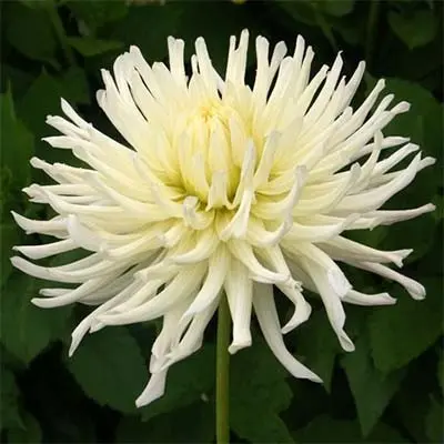 Георгины вайт. Георгин бум бум вайт. Георгины вайт. White aster георгин. Георгины фернклифф иллюжн.