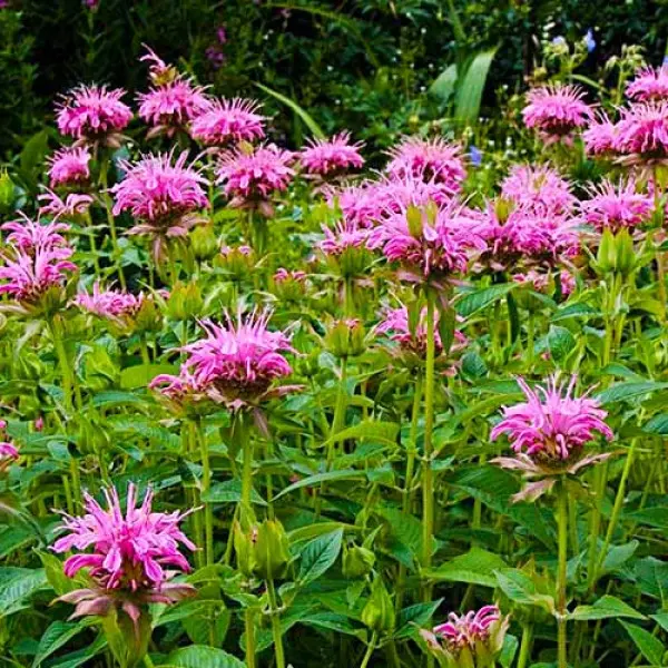 Қисық фигуралары бар сымбатты қыздар