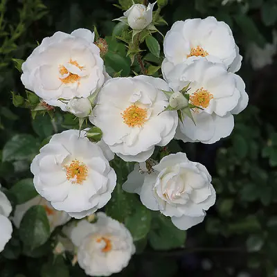 Роза Хелла (Hella) / саженцы купить по цене 150 грн. в Украине, Черновцах