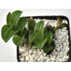 ビカクシダ　ridleyi（wide fronds&rugose shield ビカクシダ リドレイ ナロー 細葉リドレイ P.Ridleyi thin frond