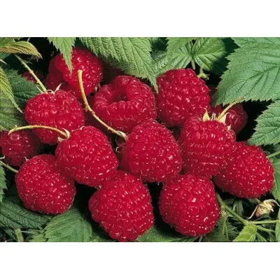 Малина Глен Ампл (саджанці, дворічні) купити за ціною 154 грн. в ...