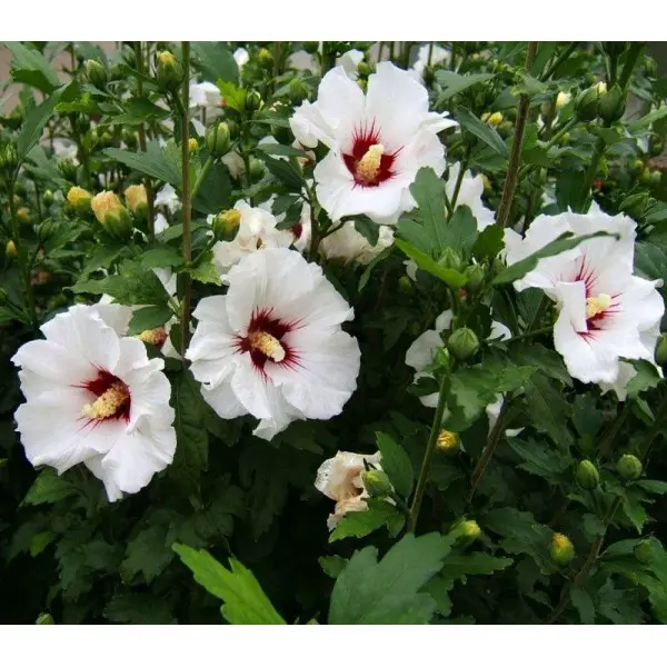 Айқайлап көз жасы ағып кеткенше