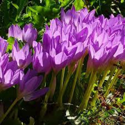 Пізньоцвіт Lilac Bedder