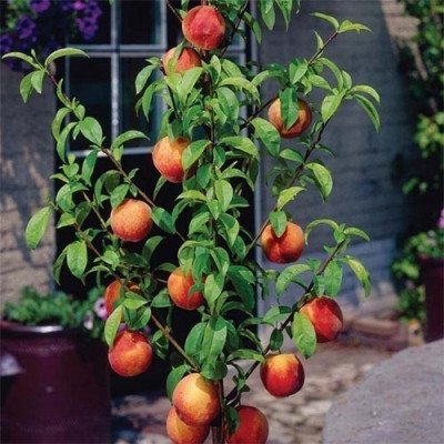 Персик колоновидний Медовий
