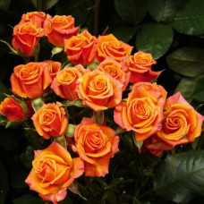 Бордюрна троянда Оранж Бебі