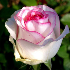  Троянда Дольче Віта (Dolce Vita)