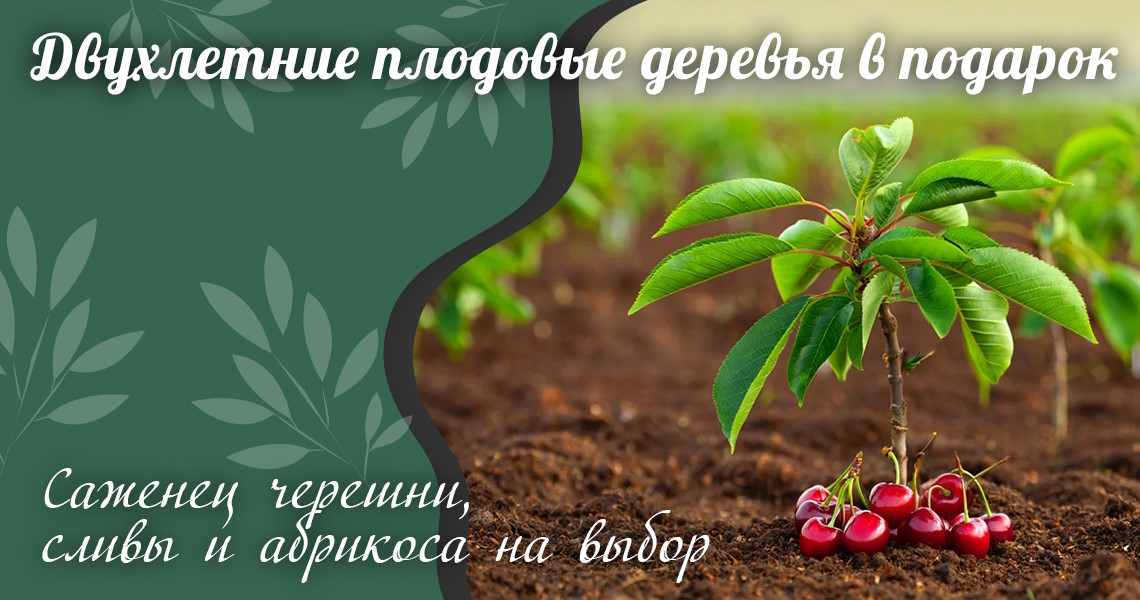 Двухлетние саженцы в подарок