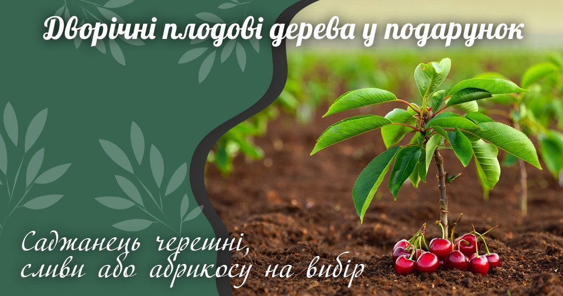 Дворічні саджанці у подарунок