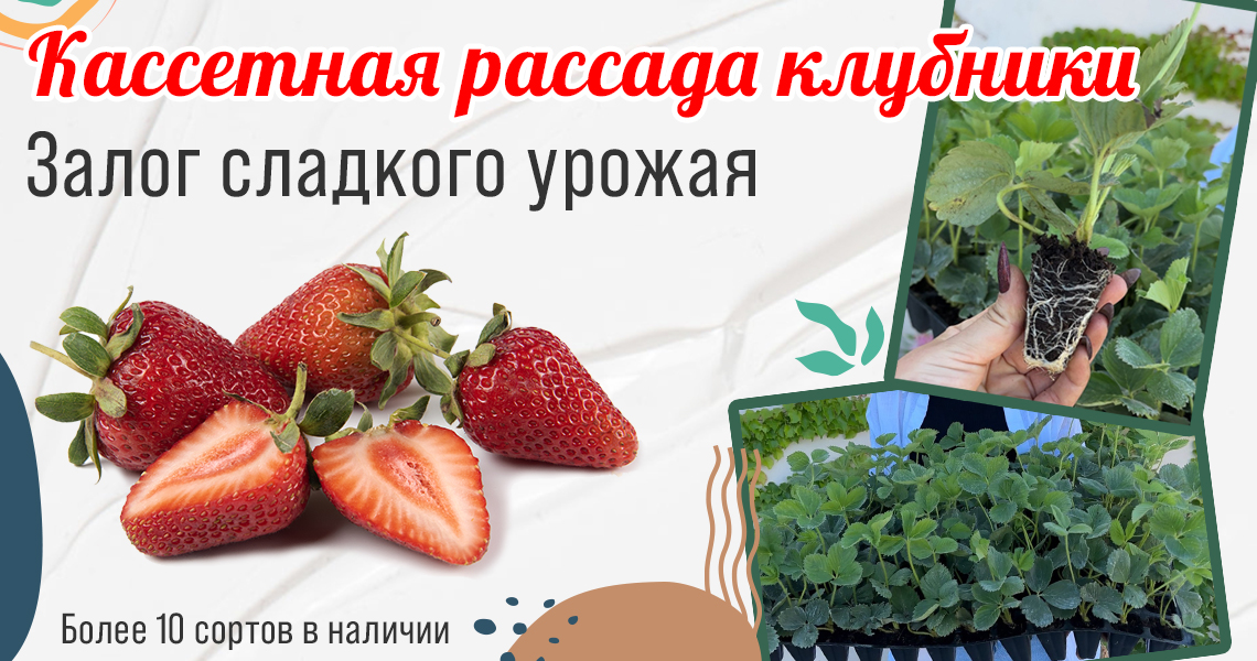 Клубника рассада