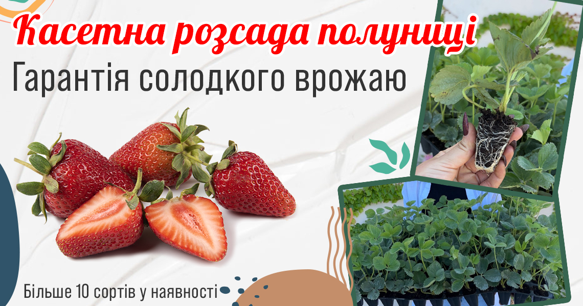 Полуниця розсада