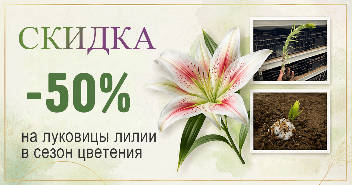 Скидка на лилии