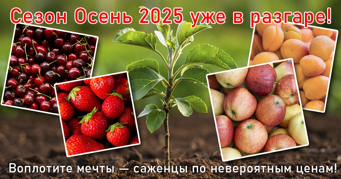 Сезон Осень 2025