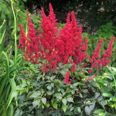 Астільба Etna (Єтна)